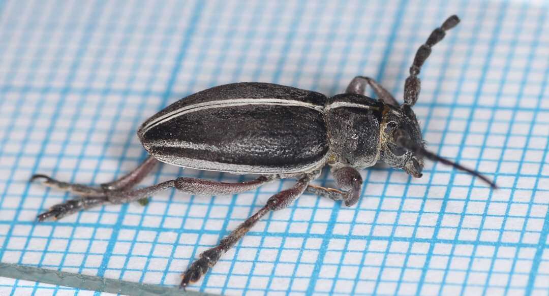 Image of Dorcadion (Cribridorcadion) tauricum Waltl 1838