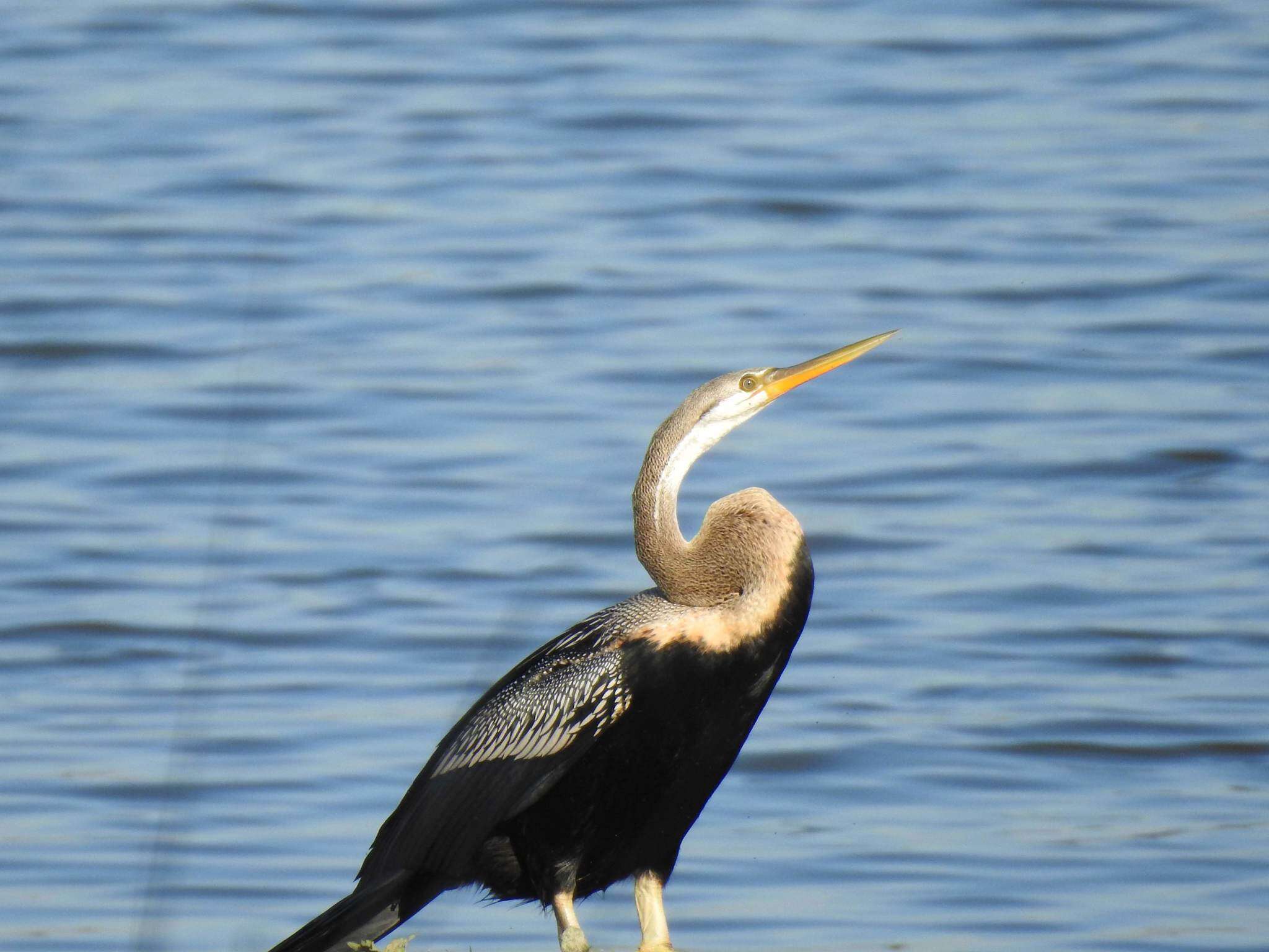 Plancia ëd Anhinga melanogaster Pennant 1769