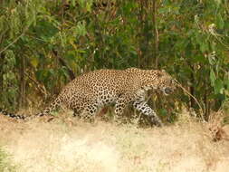 Image of Sri Lankan leopard