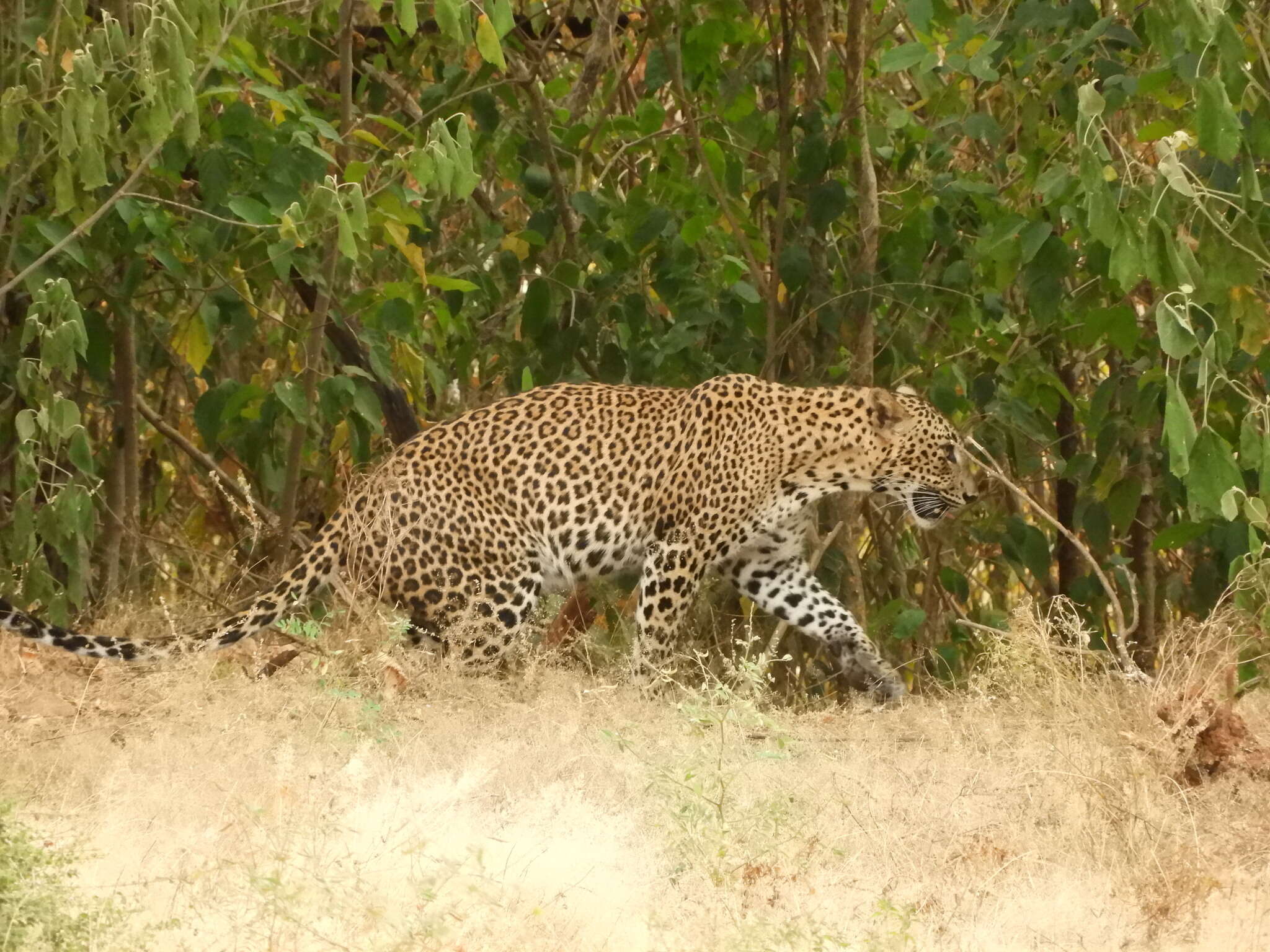 Image of Sri Lankan leopard