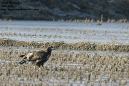 Image of White-tailed Eagle