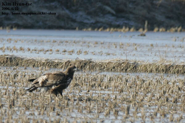 Image of White-tailed Eagle