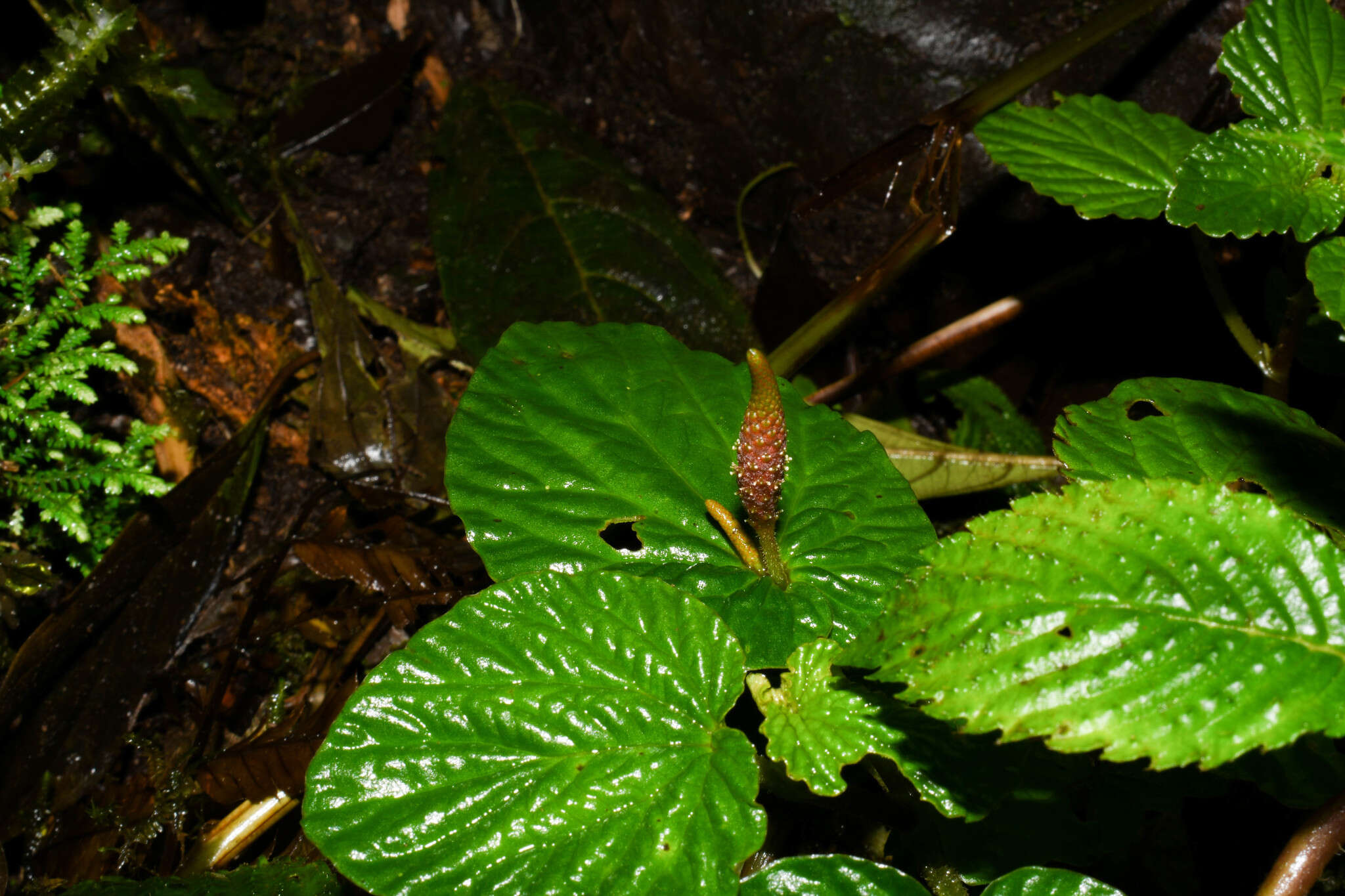 صورة Peperomia pachystachya C. DC.