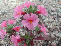 Image of compact monkeyflower