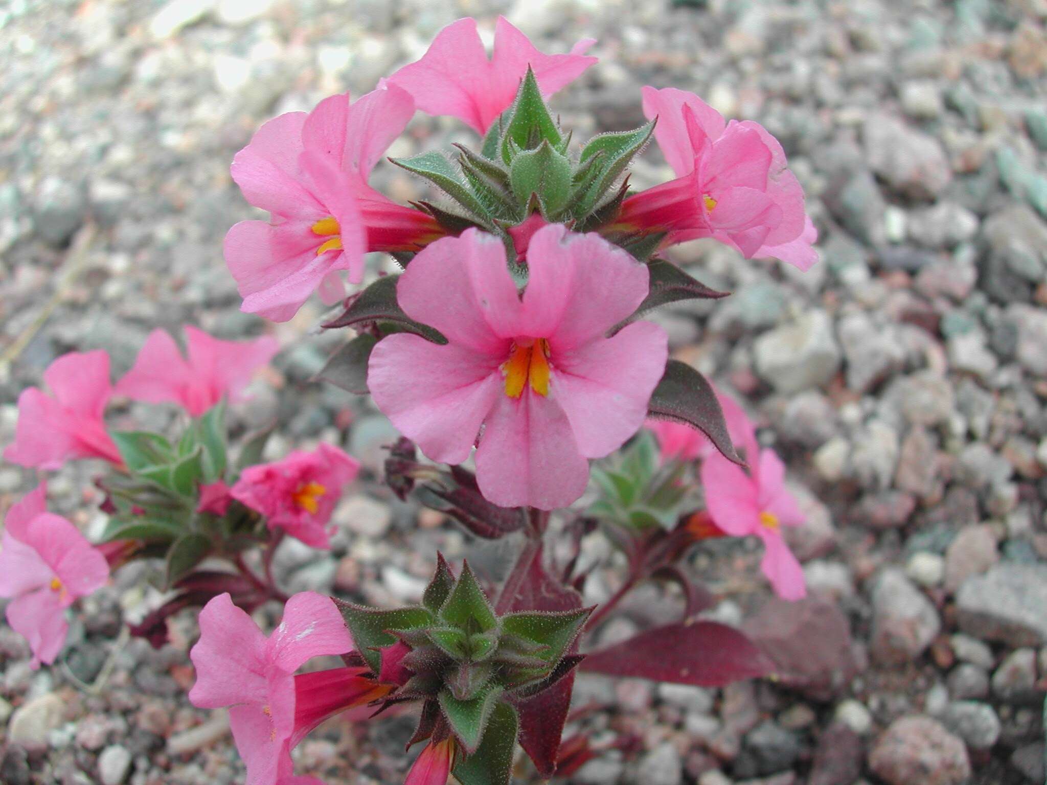 Image of compact monkeyflower