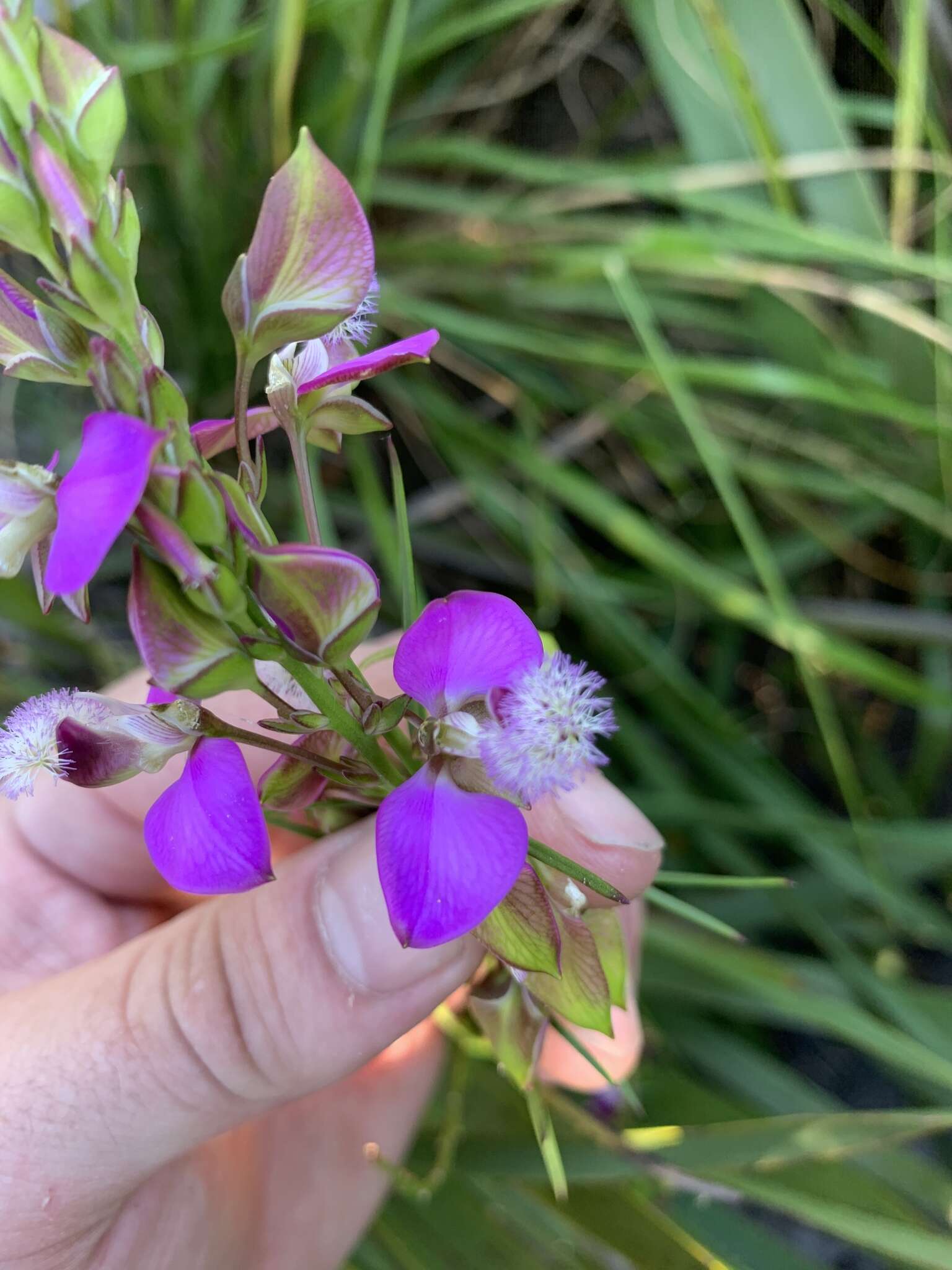 Image of Polygala bracteolata L.