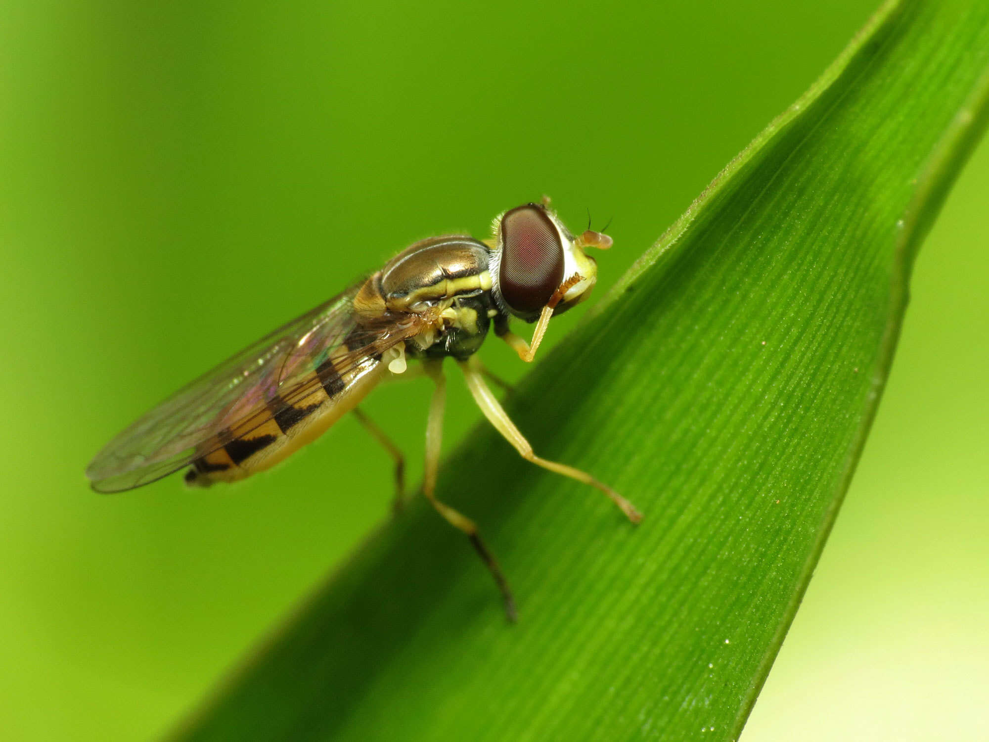 Image of Syrphid fly