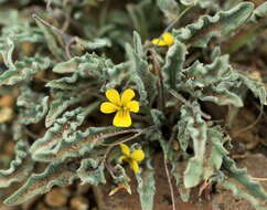 Viola pinetorum var. grisea (Jeps.) R. J. Little的圖片