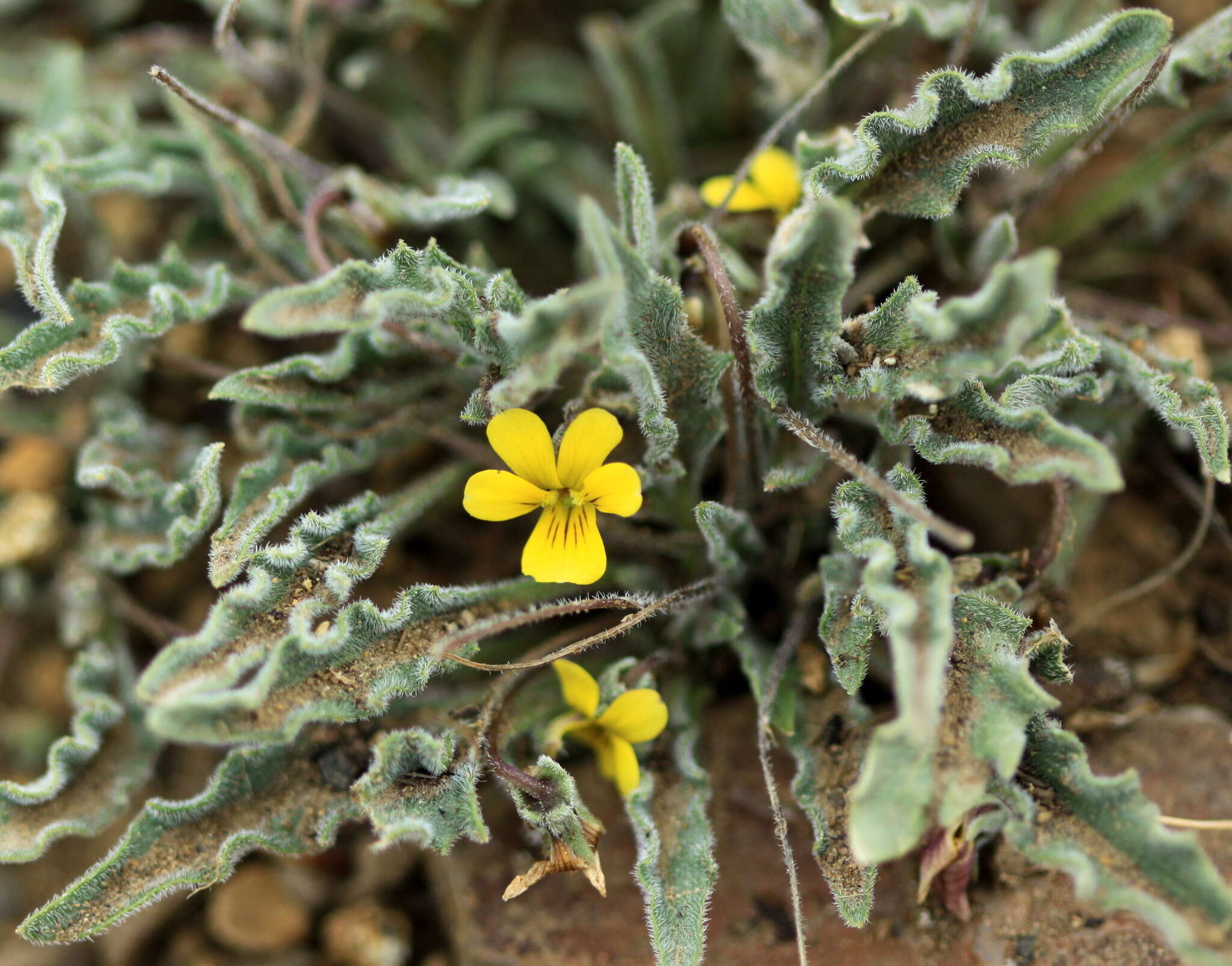 Image of goosefoot yellow violet