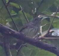 Image of Spot-crowned Antvireo