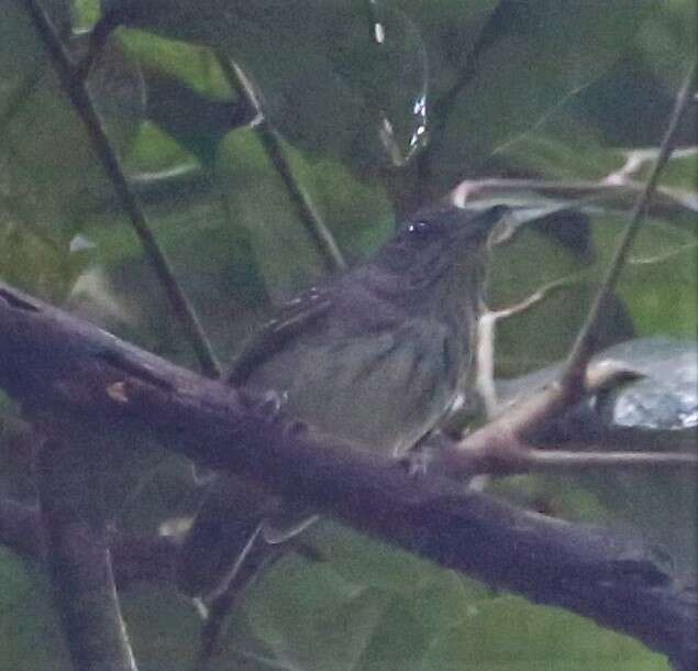 Image of Spot-crowned Antvireo