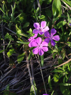 Image of pointed phlox