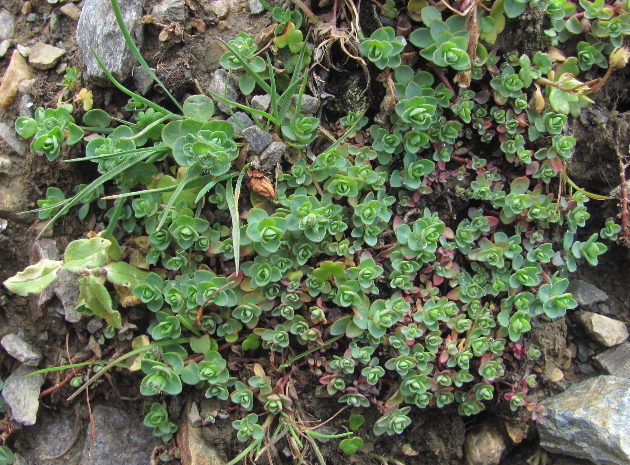 Image of Veronica telephiifolia subsp. glareosa (Somm. & Levier) M. Fisch.