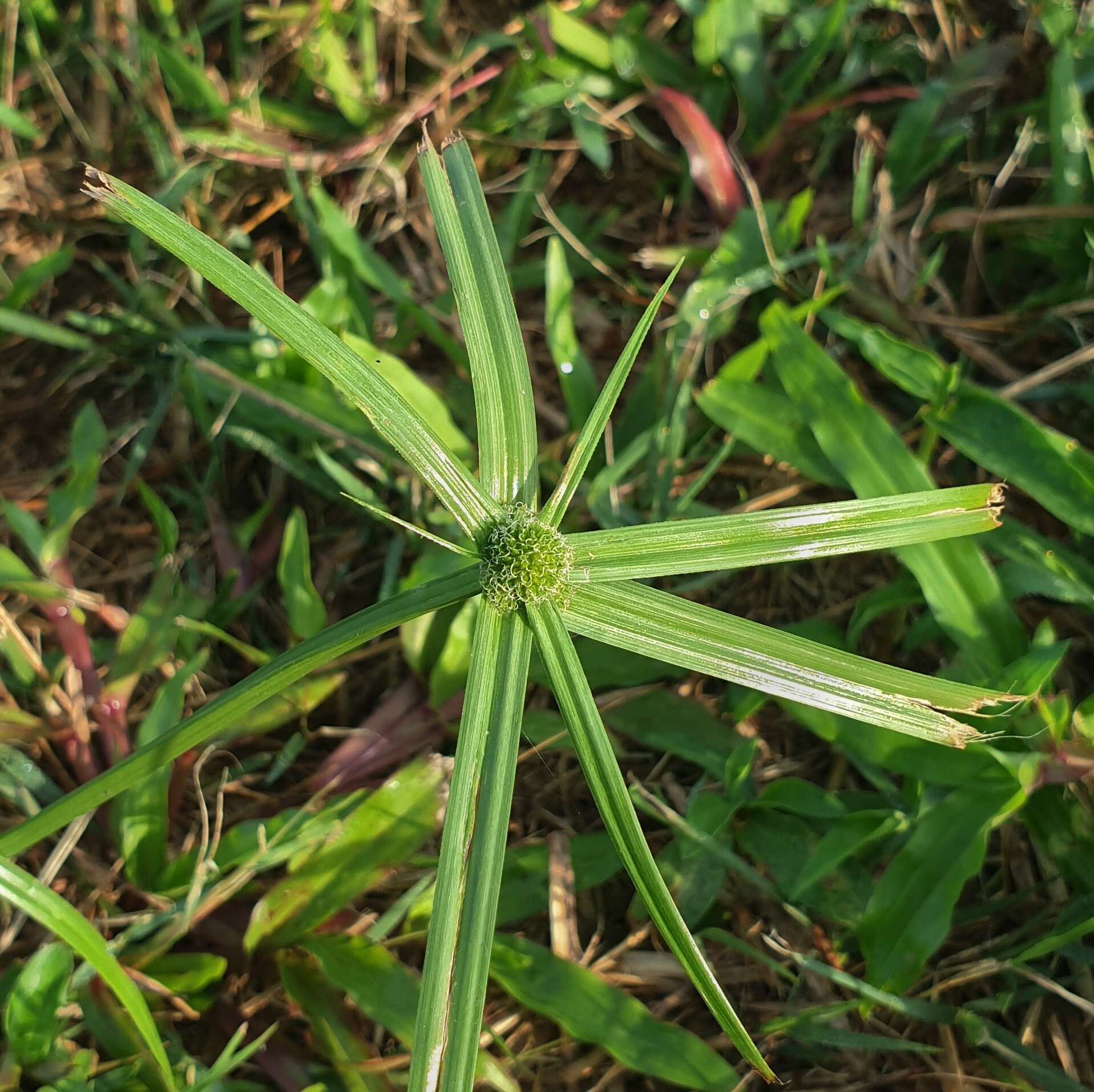 Image of Cyperus aromaticus (Ridl.) Mattf. & Kük.