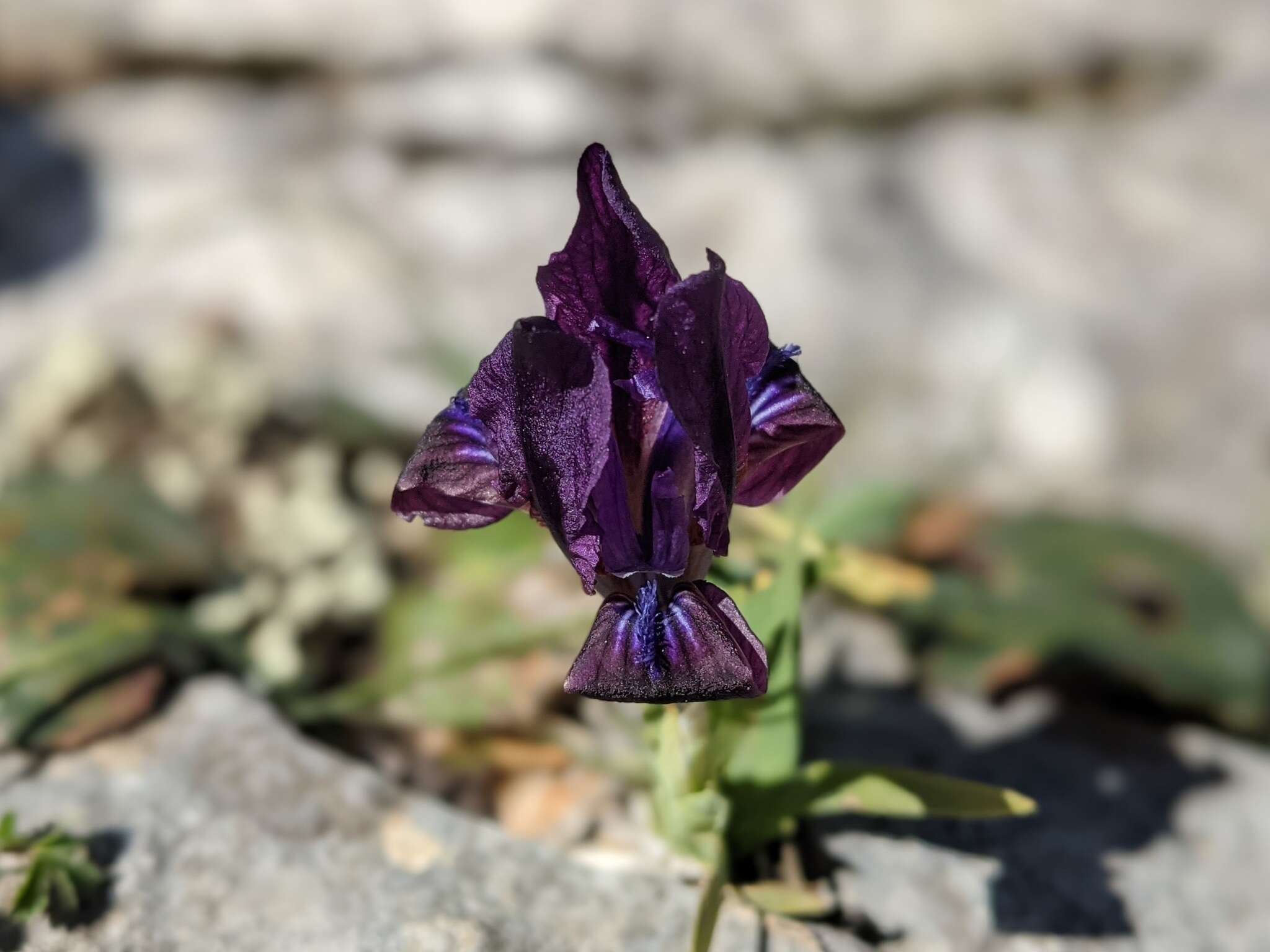 Image of Iris pumila subsp. attica (Boiss. & Heldr.) K. Richt.