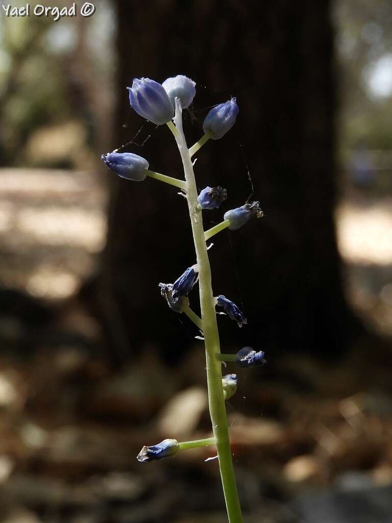 Image of Muscari parviflorum Desf.