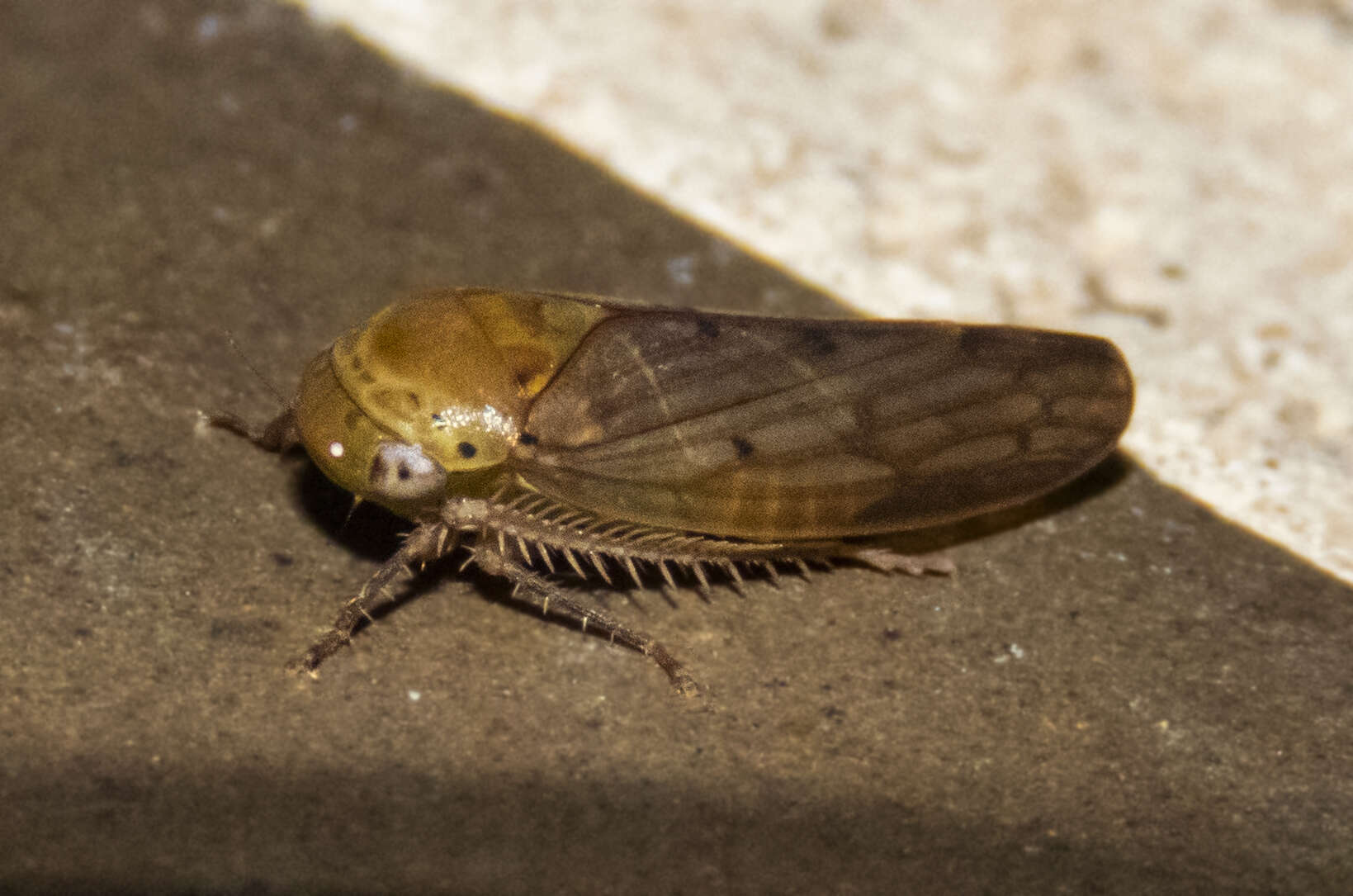 Image de Polana (Polana) quadrinotata Spångberg 1878