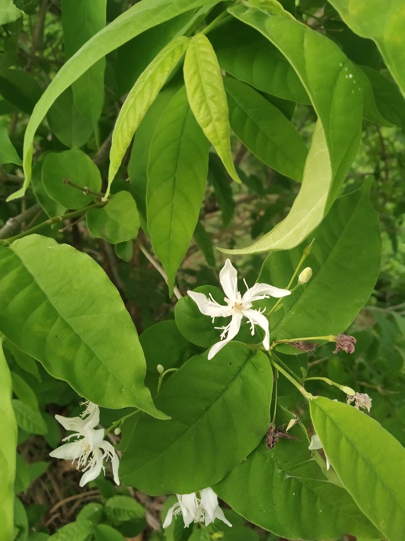 Image of Wrightia tinctoria R. Br.