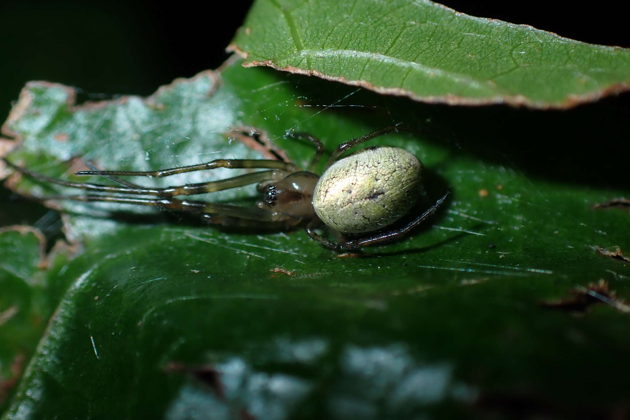 Image of Orsinome diporusa Zhu, Song & Zhang 2003