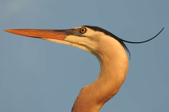 Image of Ardea herodias wardi Ridgway 1882