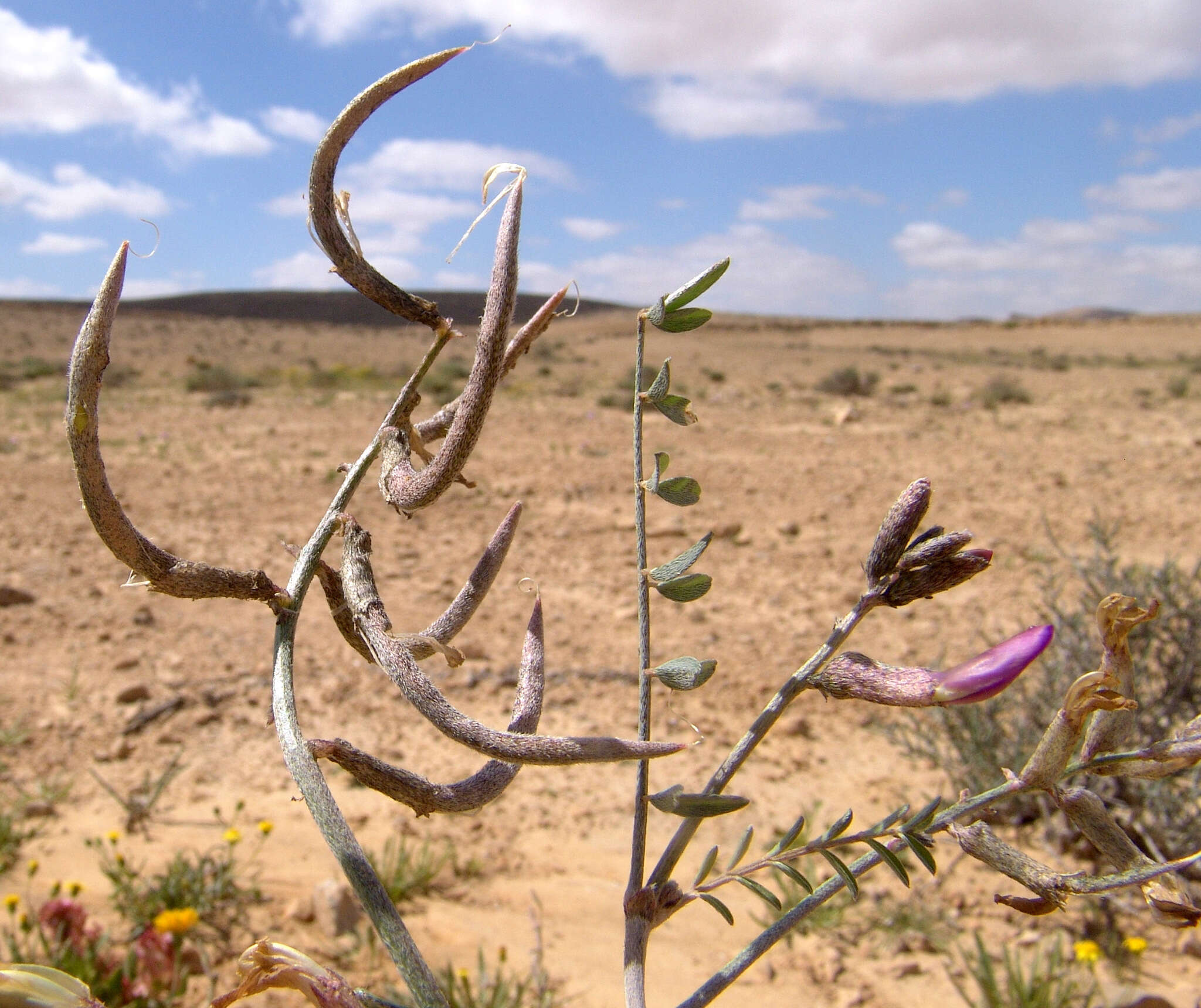 Image of Astragalus sanctus Boiss.