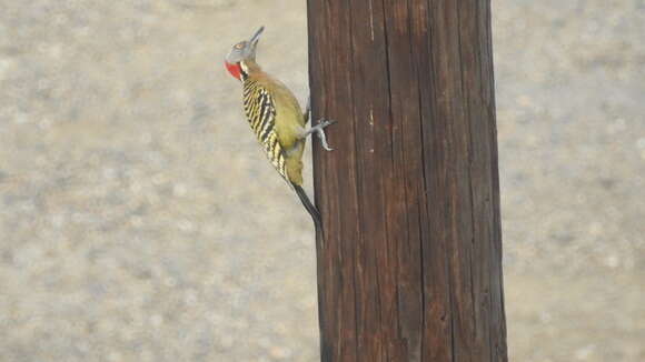 Image of Hispaniolan Woodpecker