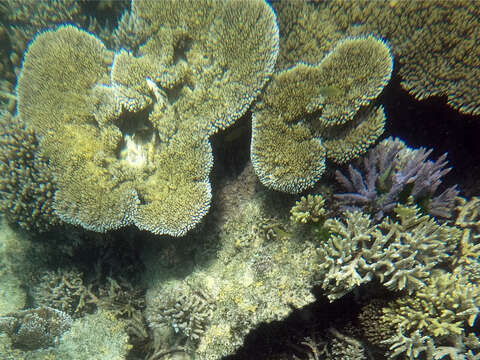 Image of Brush Coral