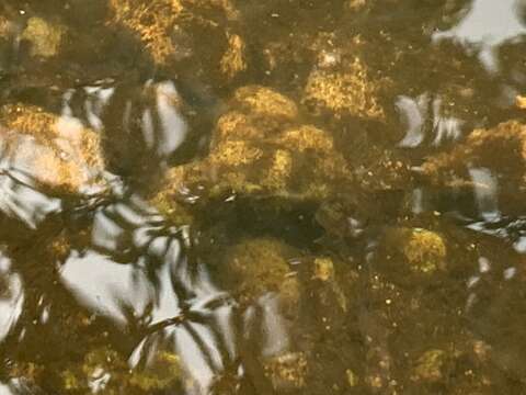 Plancia ëd Stenogobius hawaiiensis Watson 1991