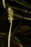 Image of Lesser Pondweed