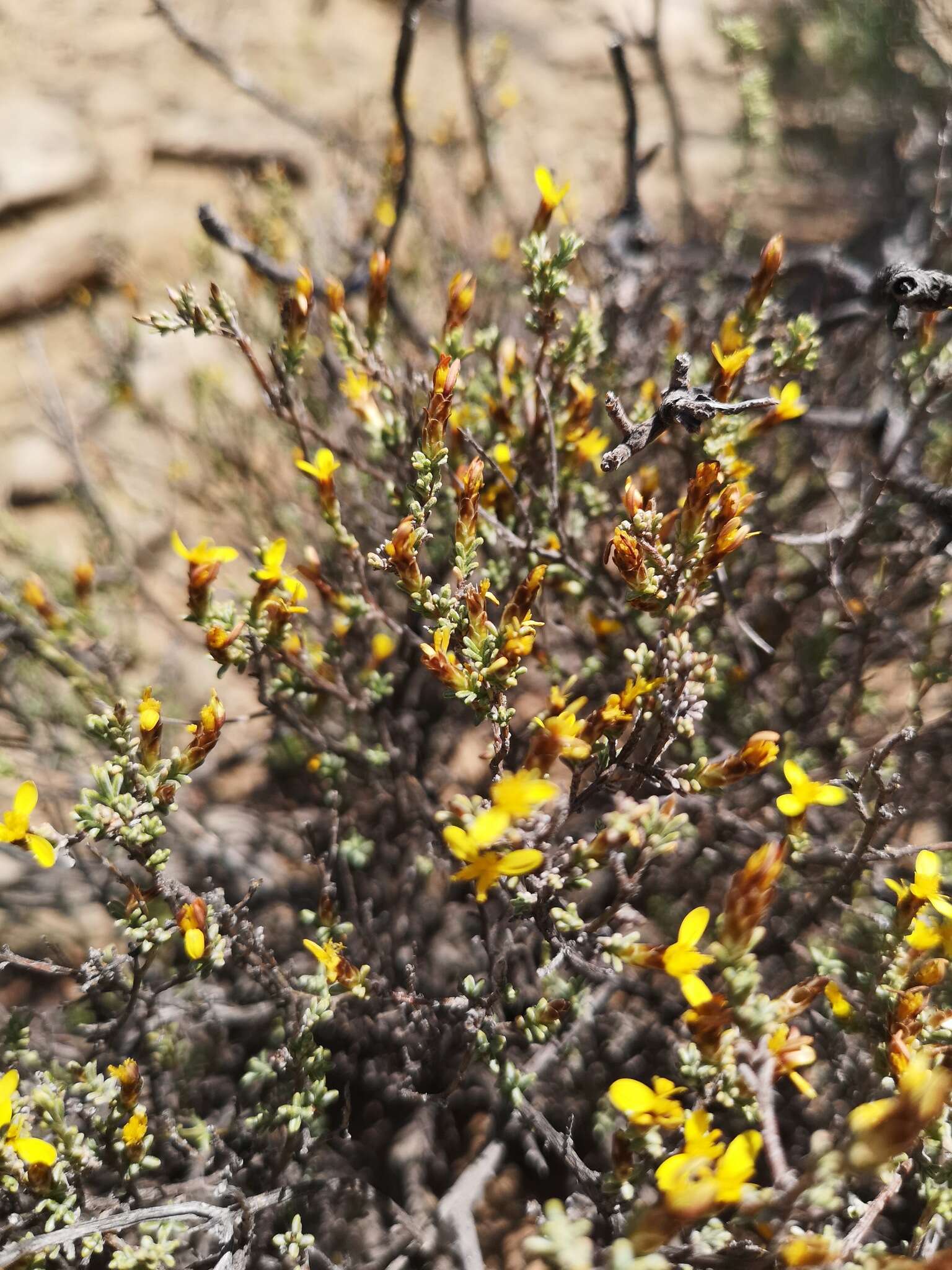 Image of Oedera oppositifolia (DC.) N. G. Bergh