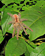 Image of Amazon Ribbed Spider