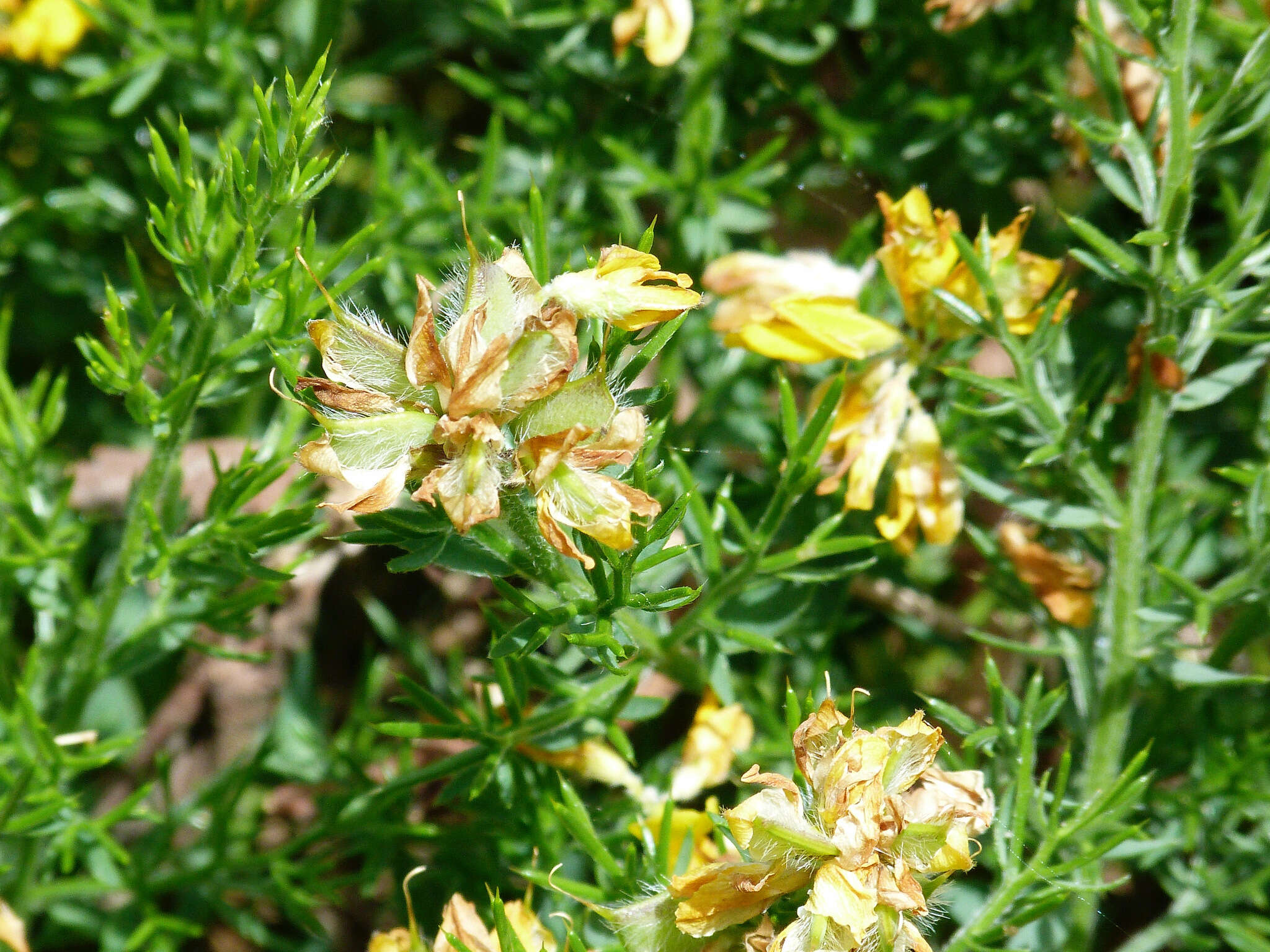 Image of Genista hispanica subsp. occidentalis Rouy