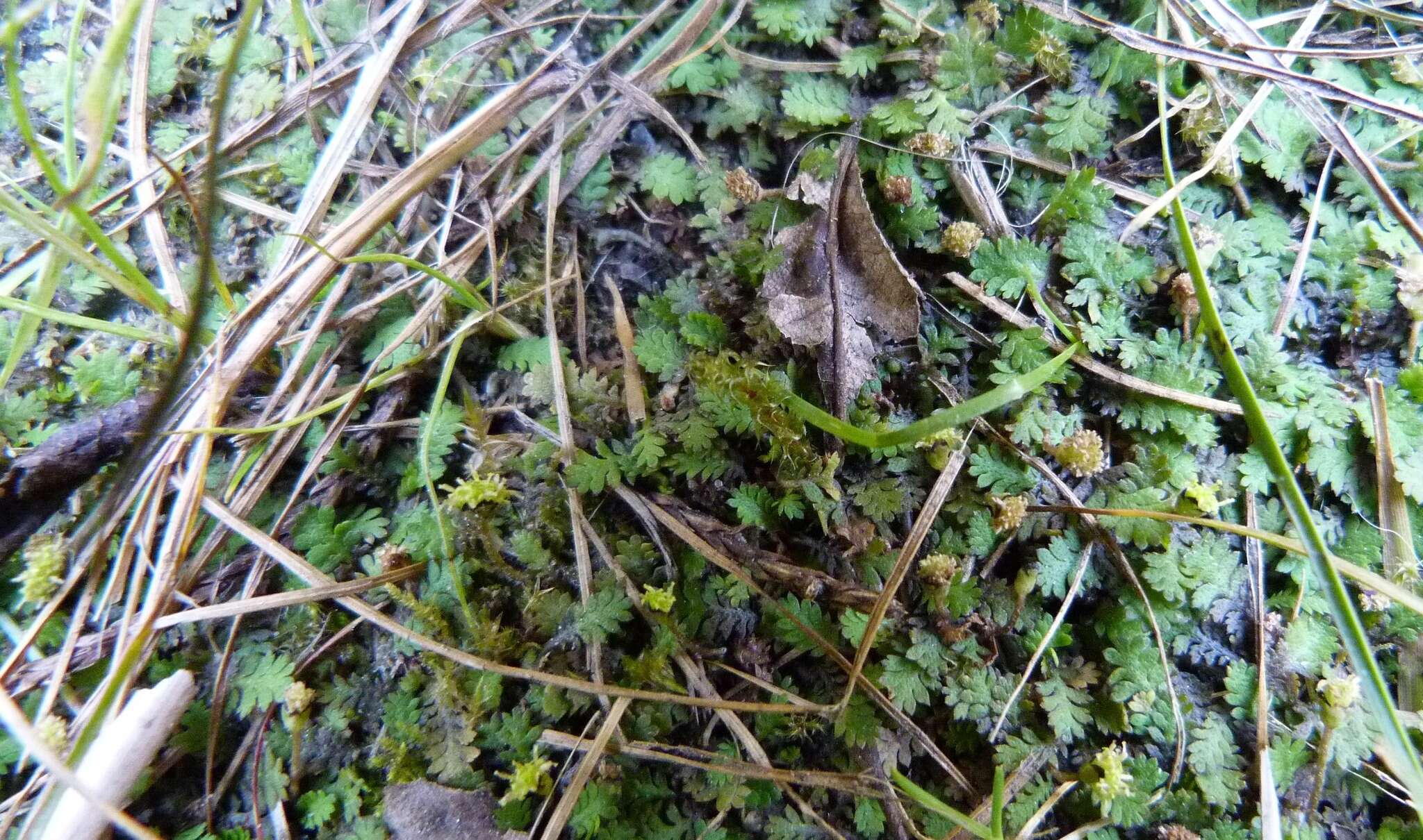 Image of Leptinella dispersa (D. Lloyd) D. G. Lloyd & C. J. Webb