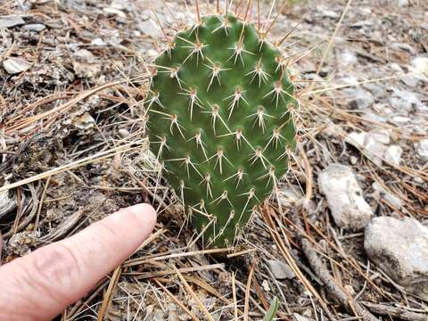 Opuntia × charlestonensis resmi