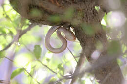 Image of Arabian Tiger Snake