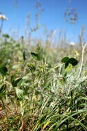 Image of teasel clover