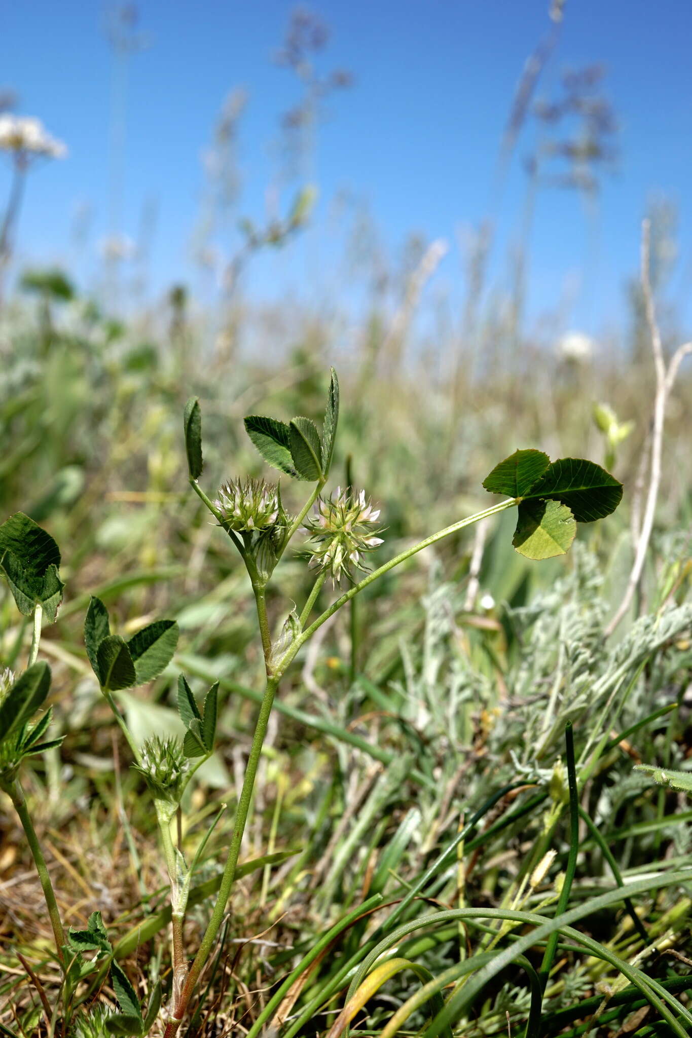 صورة Trifolium retusum L.