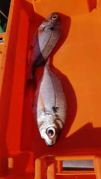 Image of Blackspot Seabream