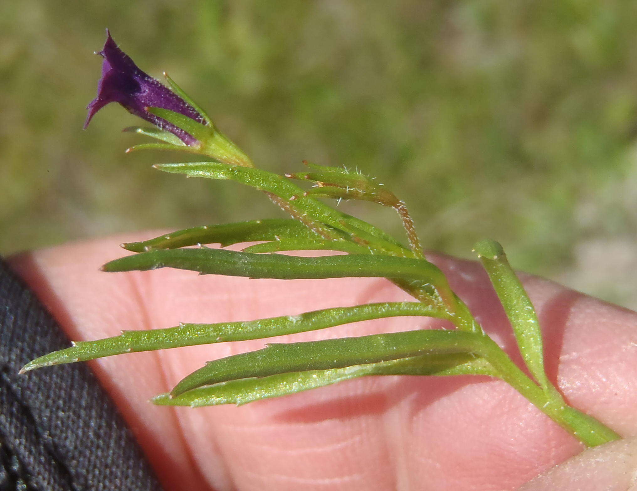 Image of Monopsis simplex (L.) E. Wimm.