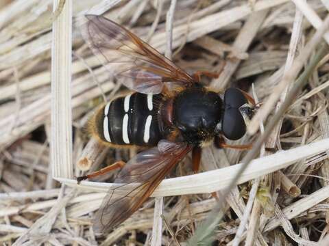 Image of Sericomyia lappona (Linnaeus 1758)