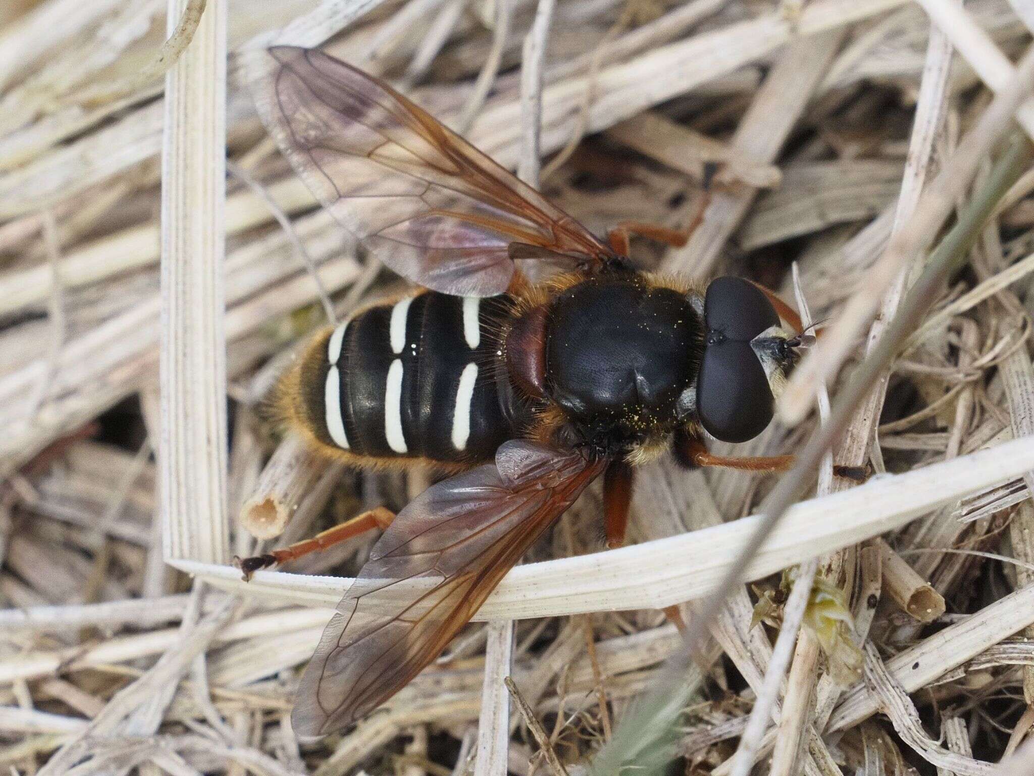 صورة Sericomyia lappona (Linnaeus 1758)