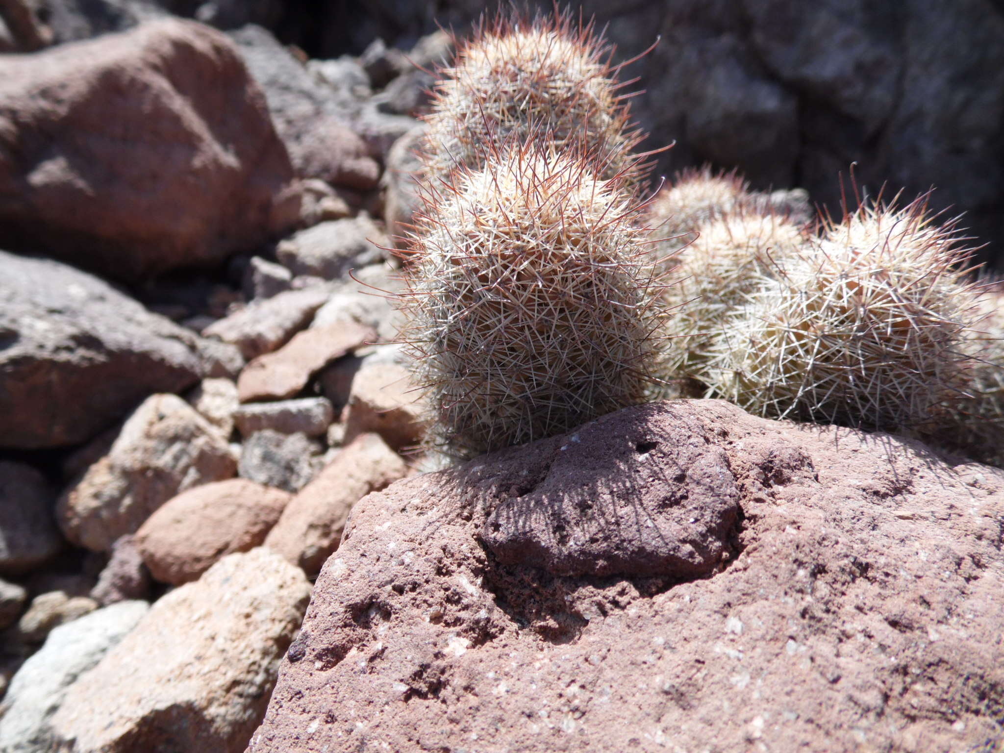 Image of Mammillaria albicans subsp. fraileana (Britton & Rose) D. R. Hunt