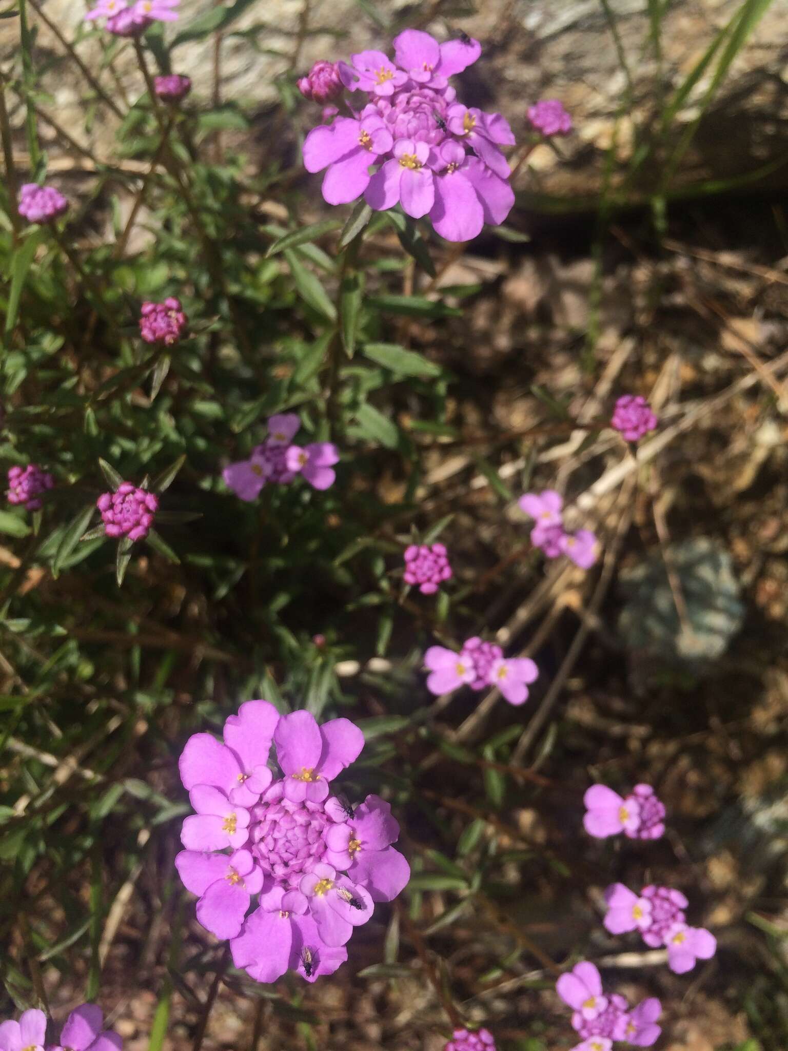 Image of globe candytuft