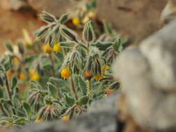 Imagem de Onosma frutescens Lam.