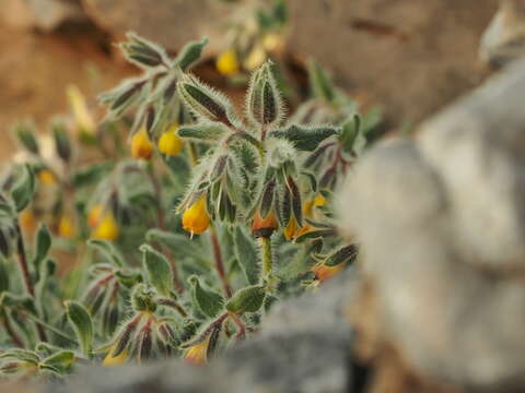 Image of Onosma frutescens Lam.