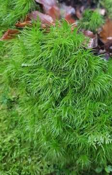 Image of dicranum moss