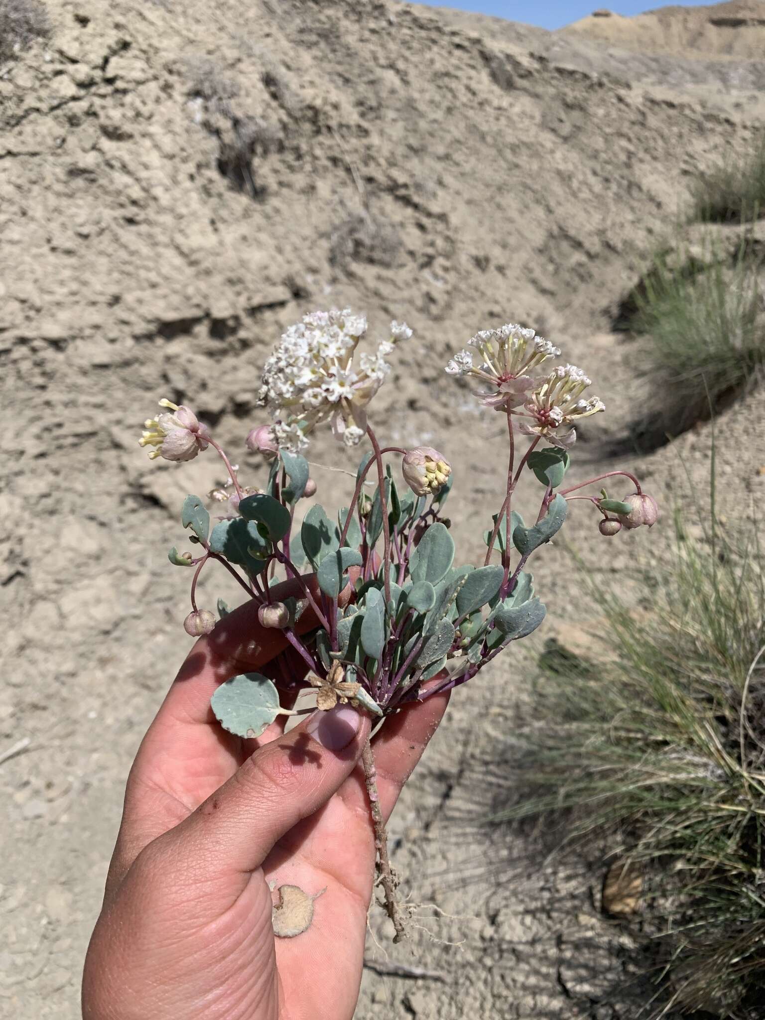 Image of clay sand verbena