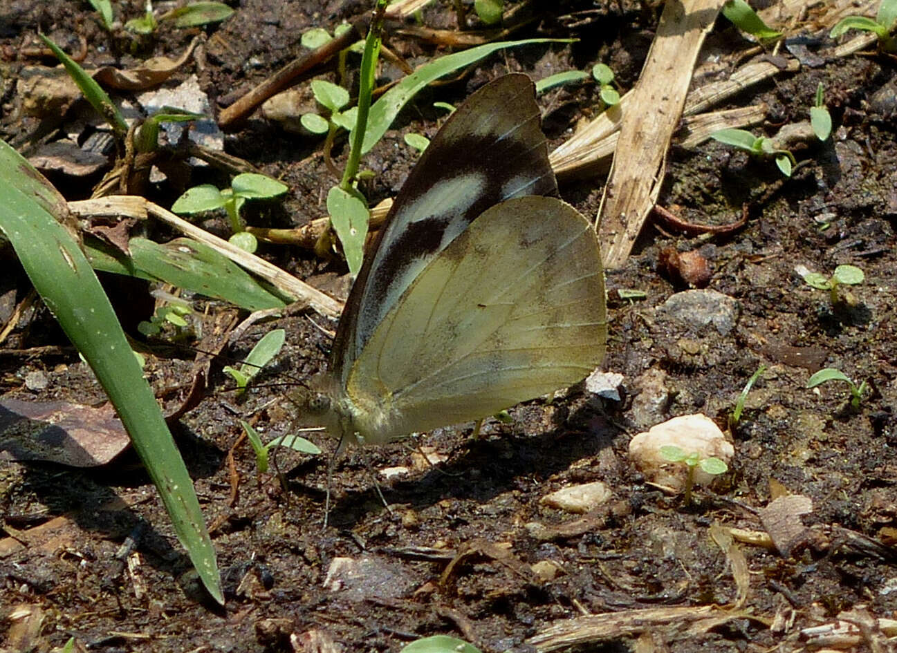 Image of Appias pandione (Geyer (1832))