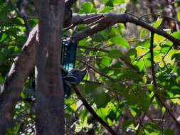 Image of Red-breasted Nuthatch