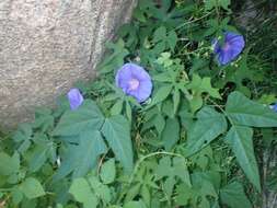 Image of silky morning-glory